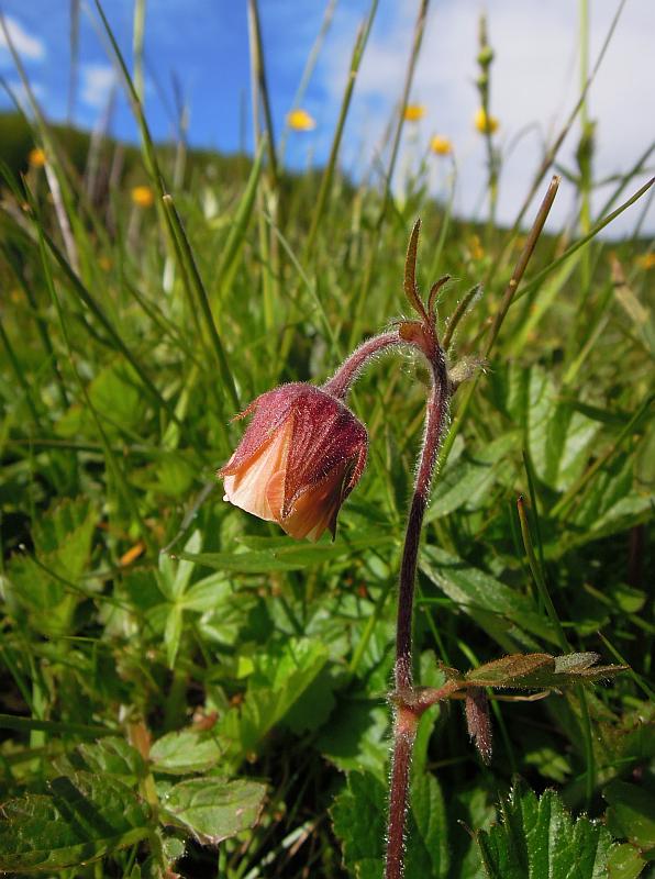 Geum rivale