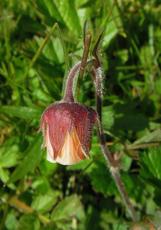 Geum rivale