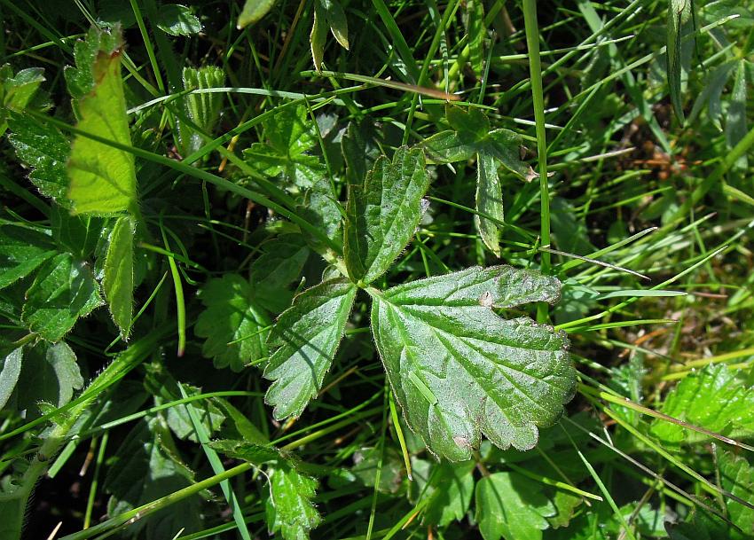 Geum rivale