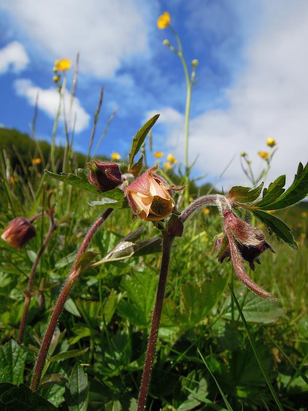 Geum rivale