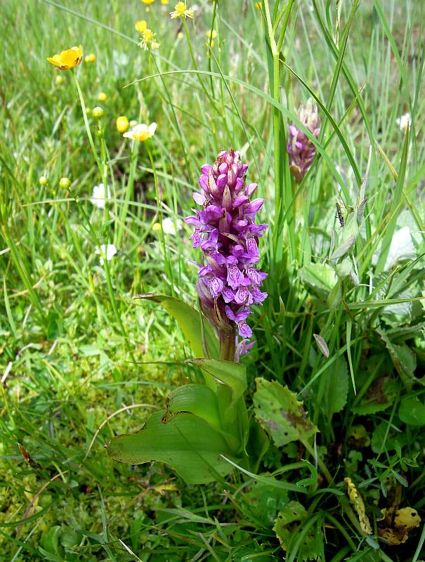 Dactylorhiza incarnata?