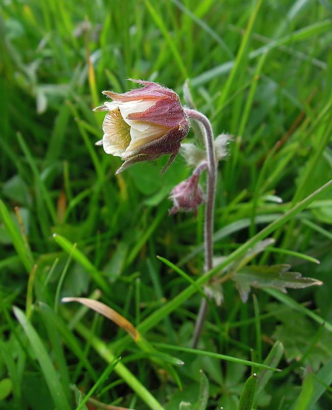 Geum rivale