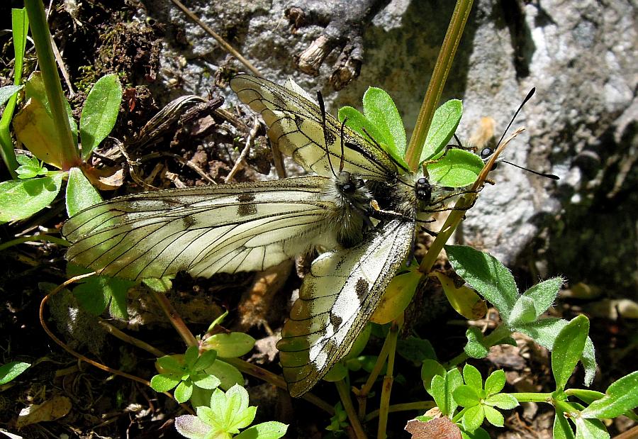 Parnassius mnemosyne