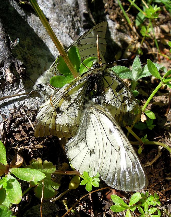 Parnassius mnemosyne