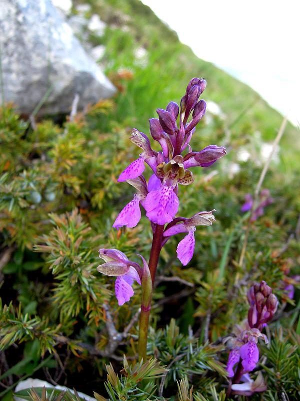 Orchis spitzelii / Orchide di Spitzel