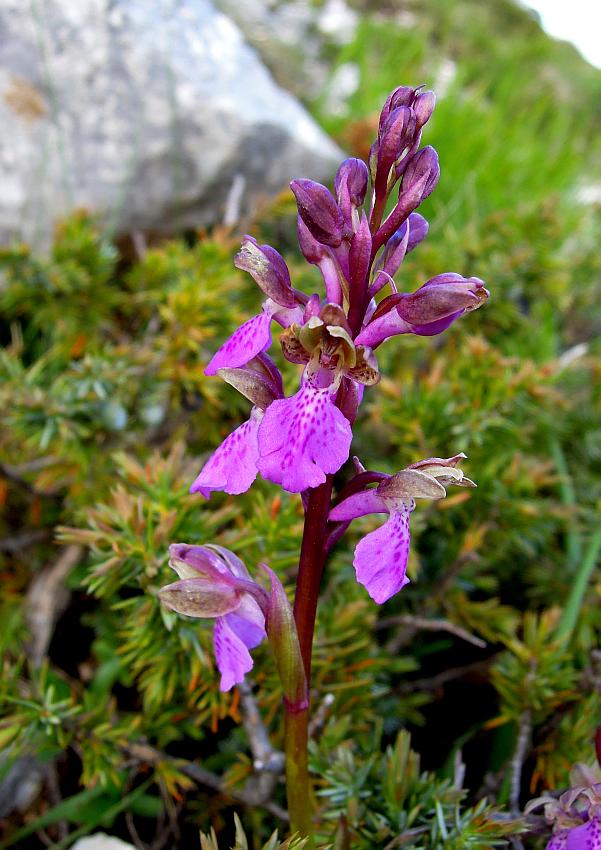 Orchis spitzelii / Orchide di Spitzel