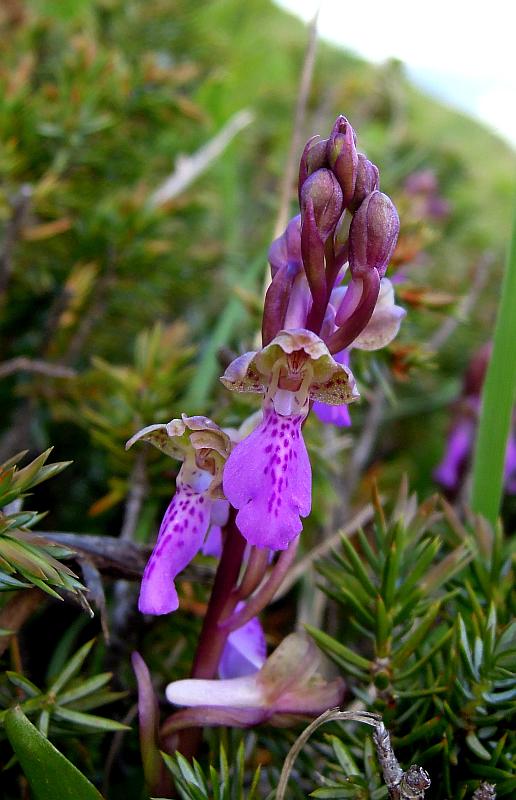 Orchis spitzelii / Orchide di Spitzel