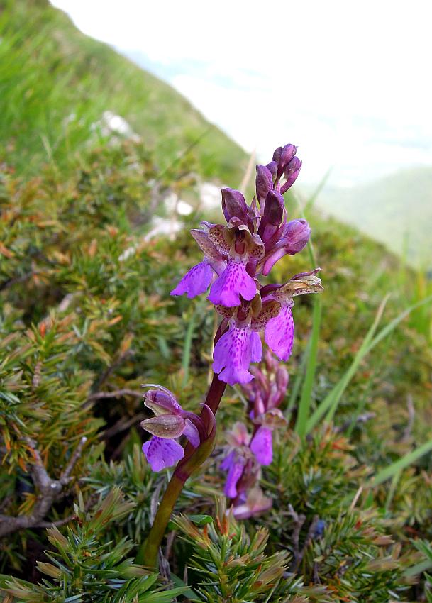 Orchis spitzelii / Orchide di Spitzel