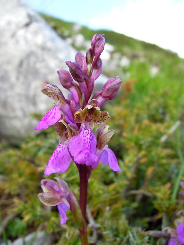 Orchis spitzelii / Orchide di Spitzel