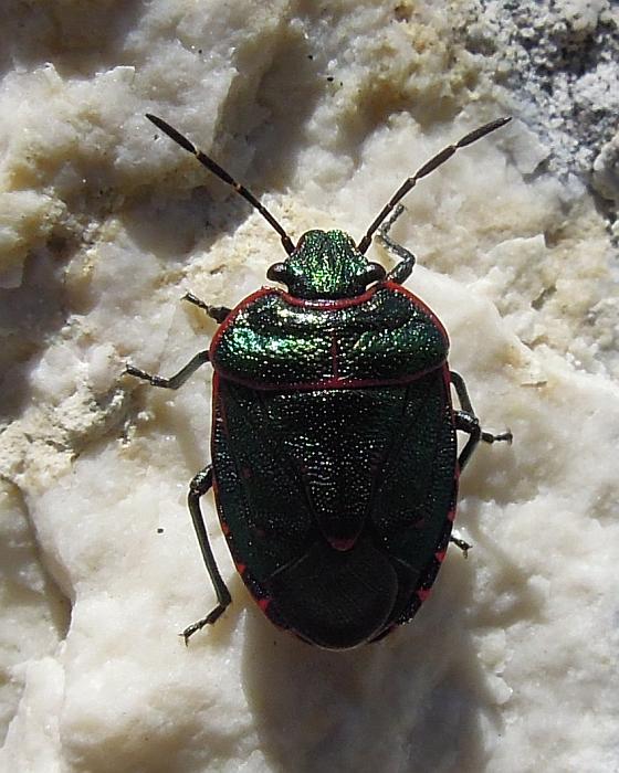 Pentatomidae: Eurydema cf. rotundicollis del Lazio (FR)