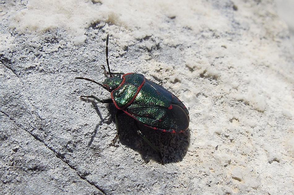 Pentatomidae: Eurydema cf. rotundicollis del Lazio (FR)