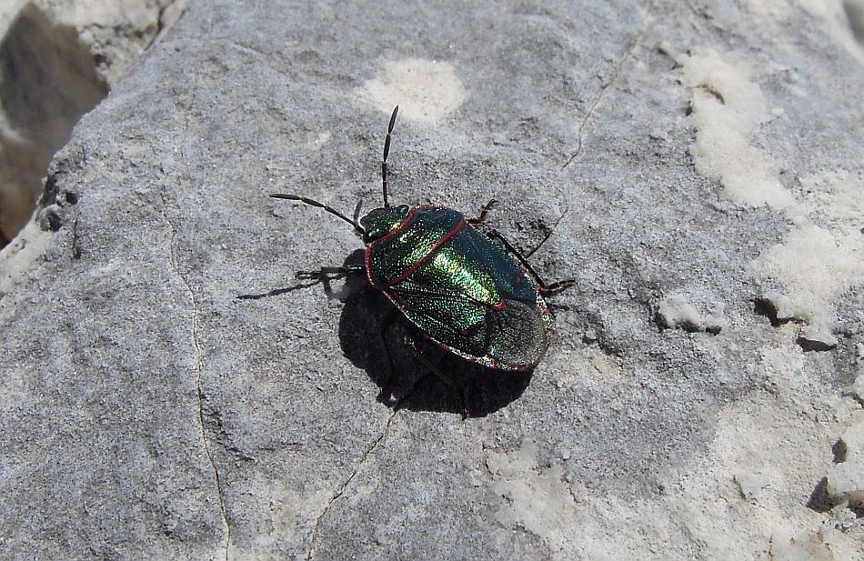 Pentatomidae: Eurydema cf. rotundicollis del Lazio (FR)