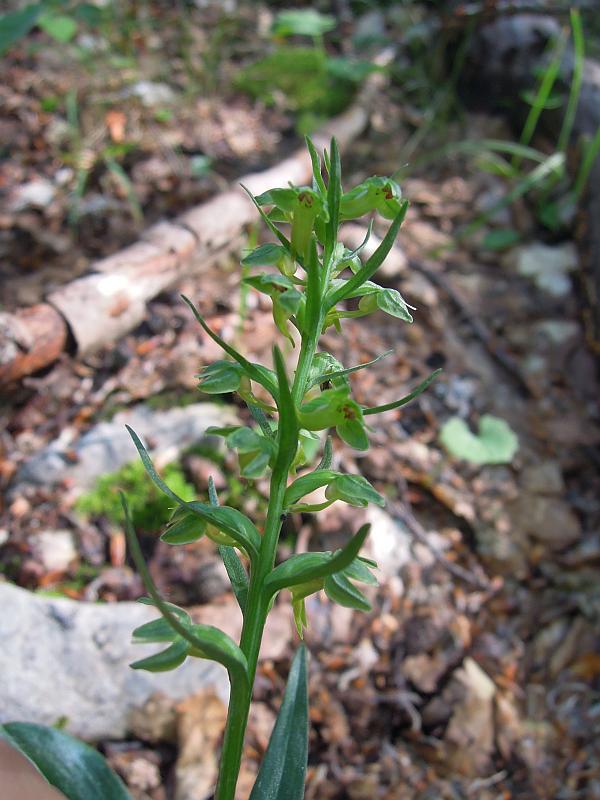 Coeloglossum viride