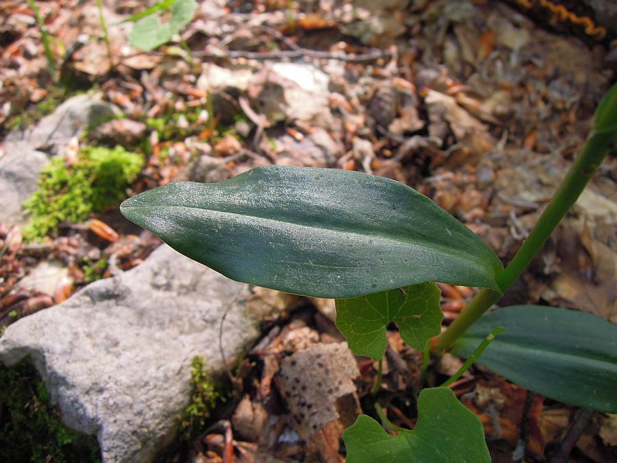 Coeloglossum viride