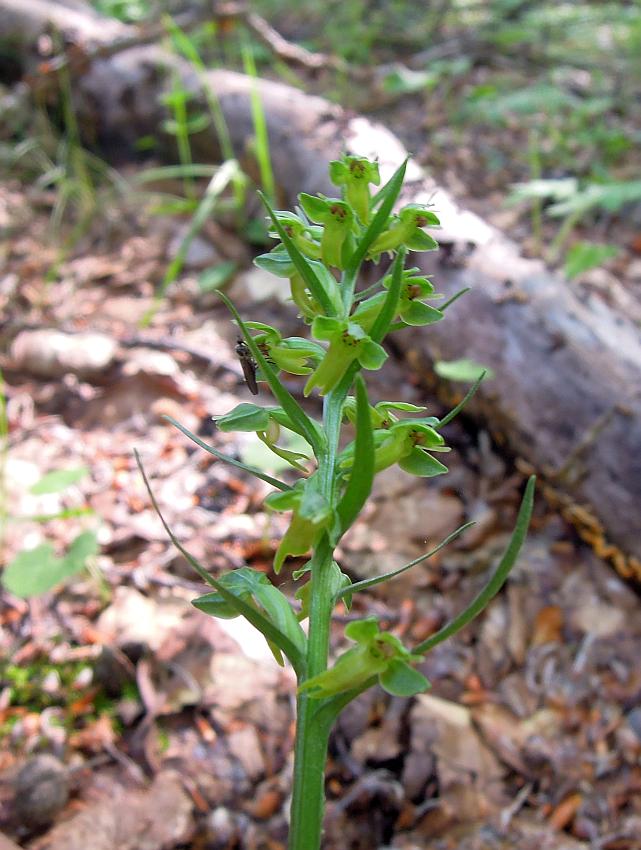 Coeloglossum viride