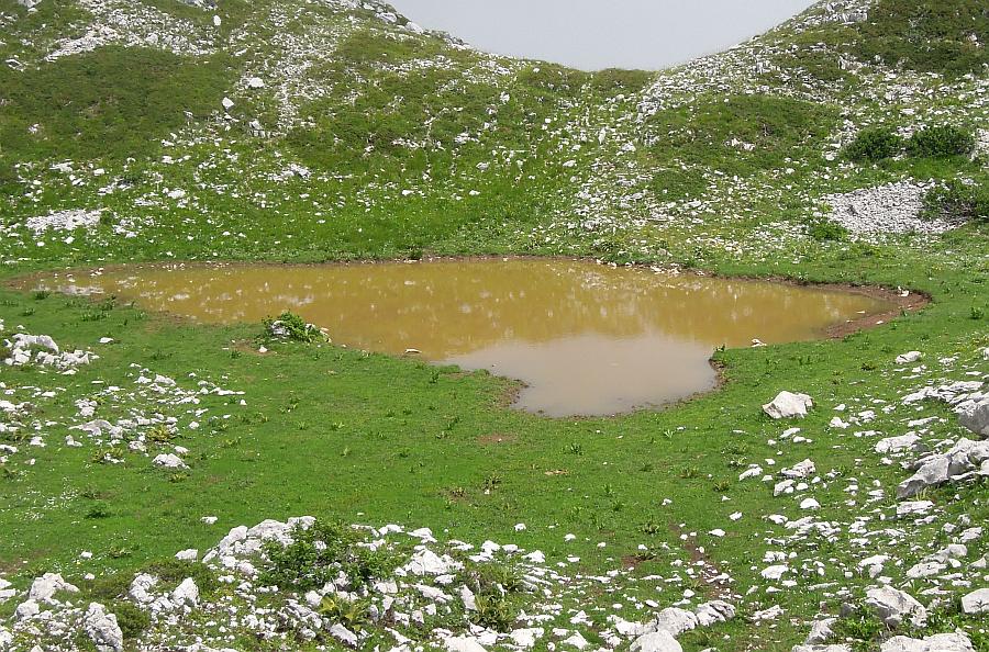 Branchipus sp. in alta quota nel PNALM