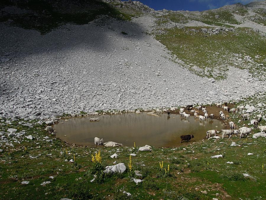 Branchipus sp. in alta quota nel PNALM