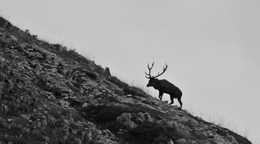 Il bramito dei cervi nel PNALM