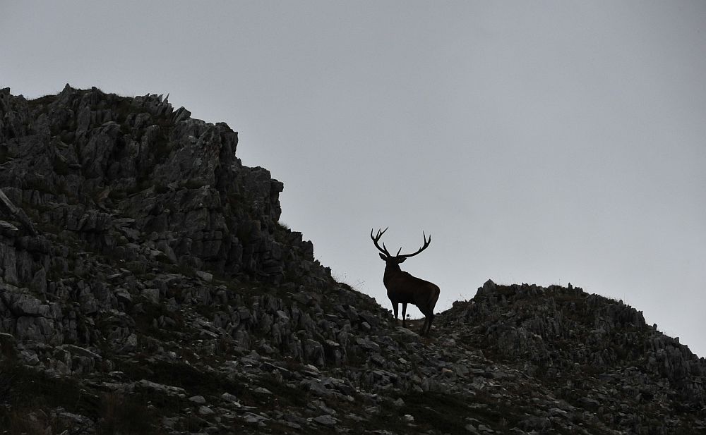 Il bramito dei cervi nel PNALM