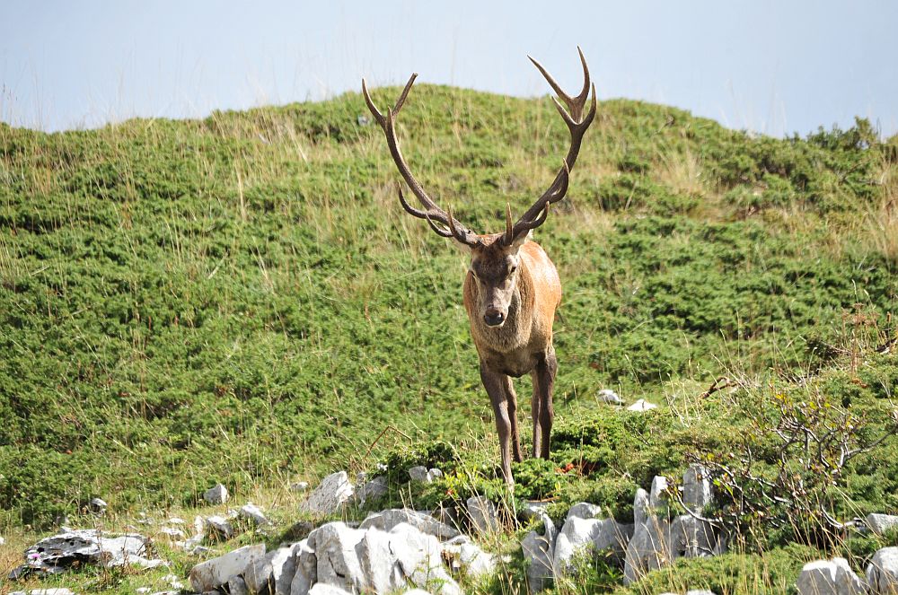 Il bramito dei cervi nel PNALM