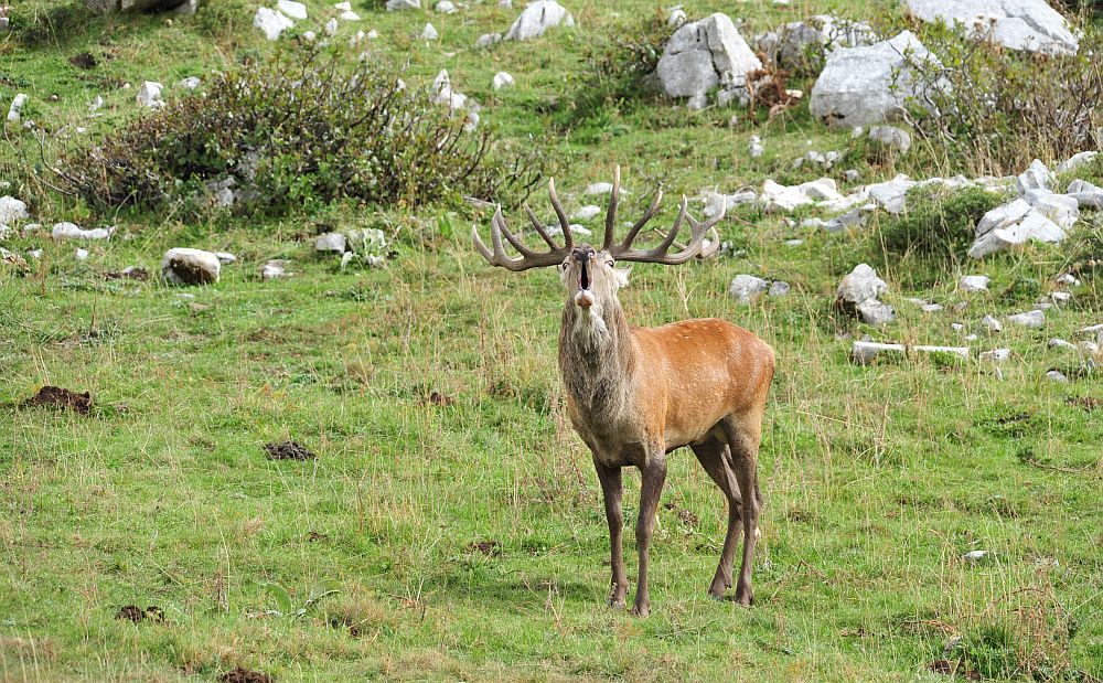 Il bramito dei cervi nel PNALM