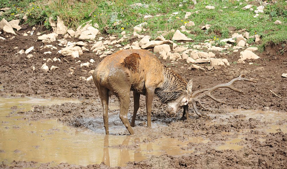 Il bramito dei cervi nel PNALM