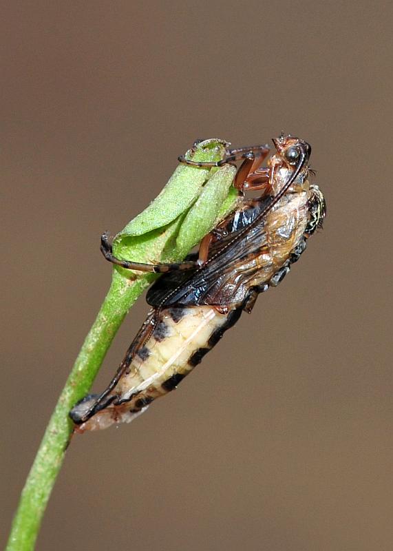 Larva da determinare