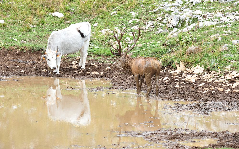 Il bramito dei cervi nel PNALM