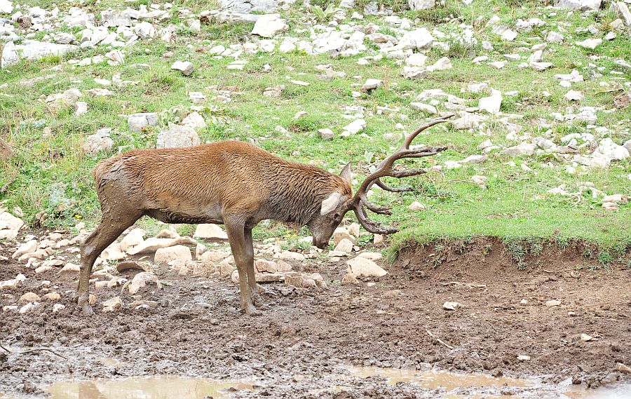 Il bramito dei cervi nel PNALM