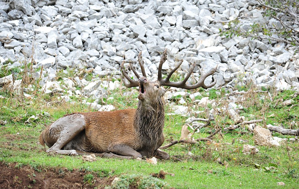 Il bramito dei cervi nel PNALM