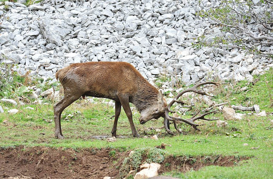 Il bramito dei cervi nel PNALM