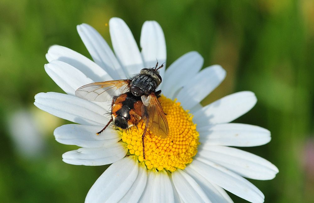 Tachina magnicornis femmina