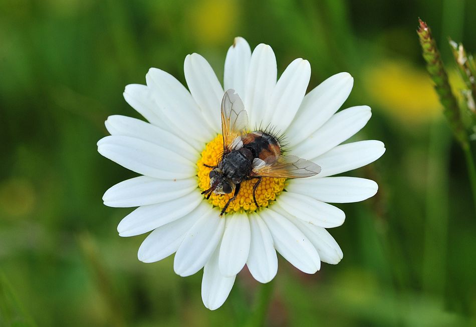 Tachina magnicornis femmina