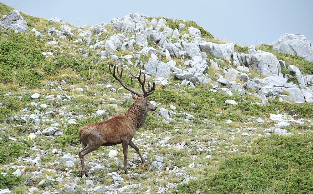 Il bramito dei cervi nel PNALM