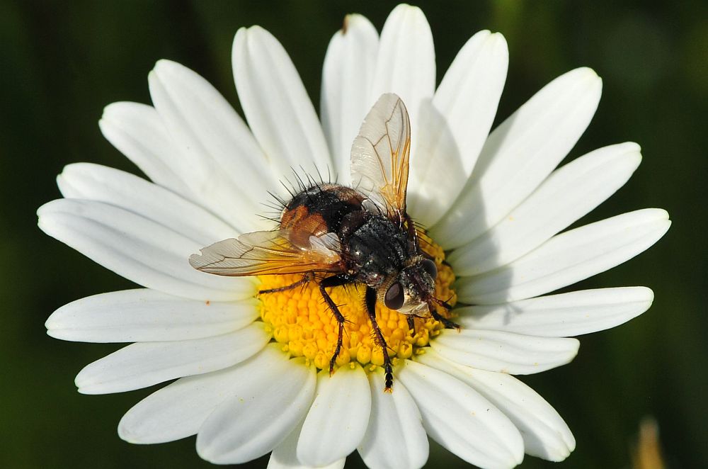 Tachina magnicornis femmina