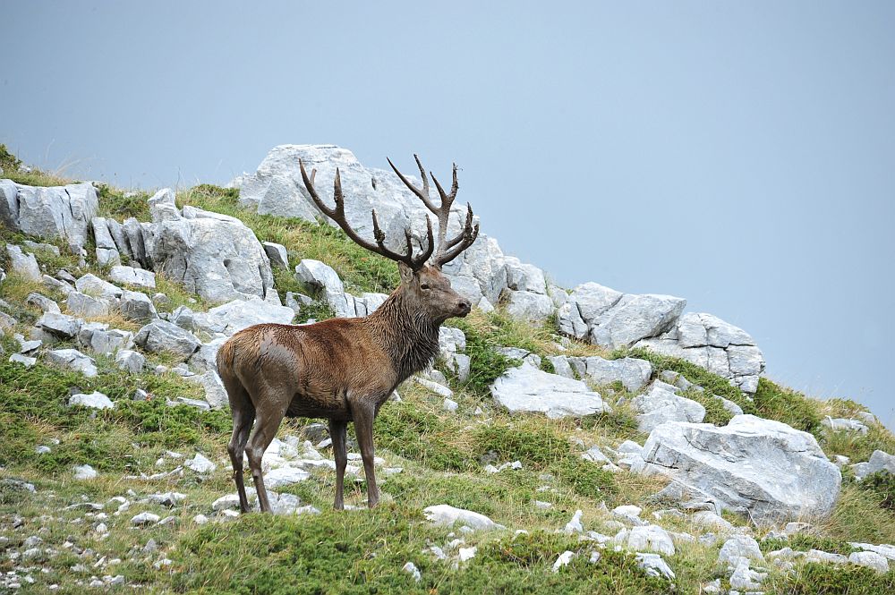 Il bramito dei cervi nel PNALM