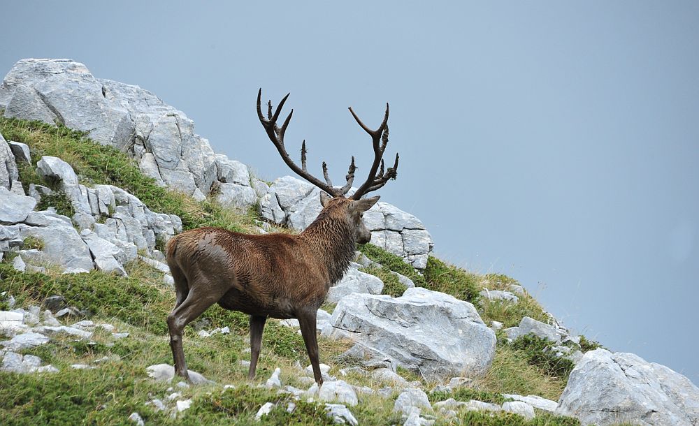 Il bramito dei cervi nel PNALM