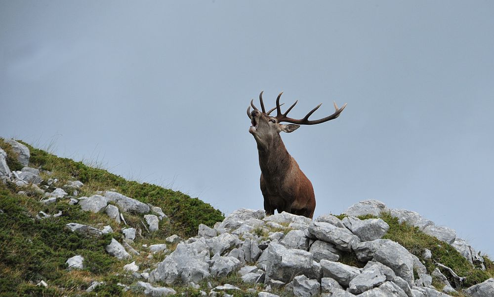 Il bramito dei cervi nel PNALM