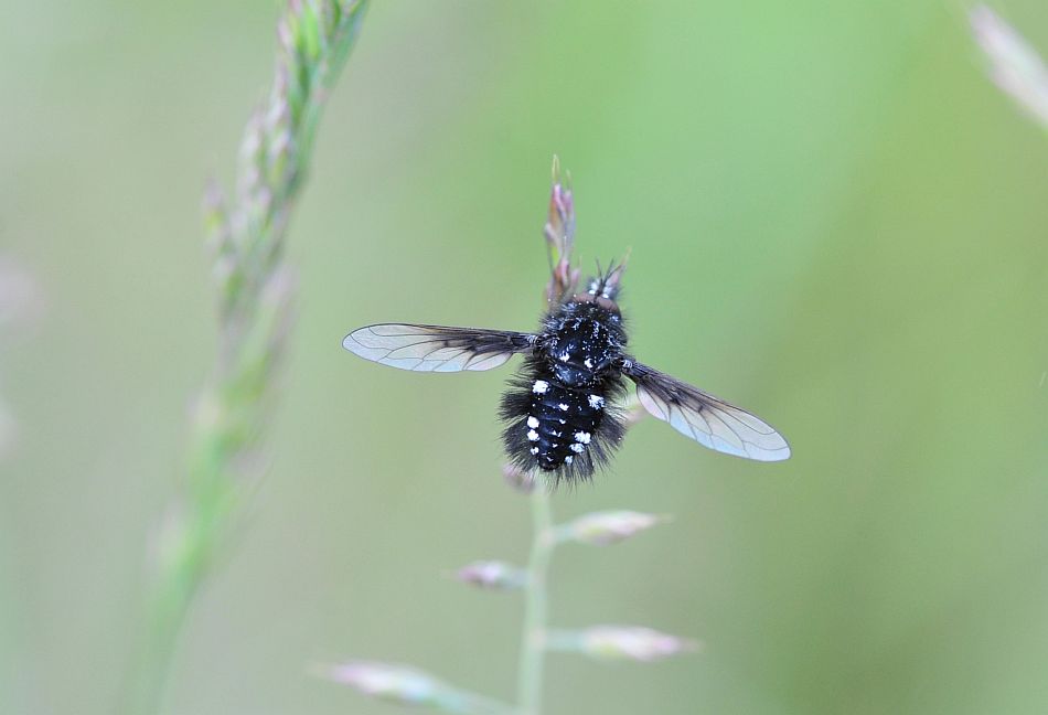 Bombylella atra