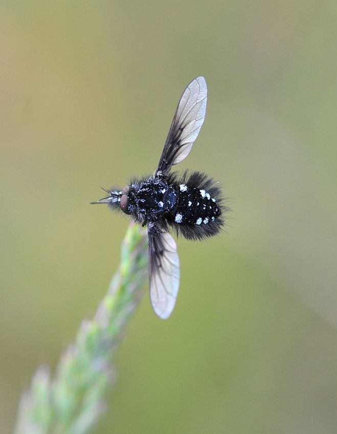 Bombylella atra