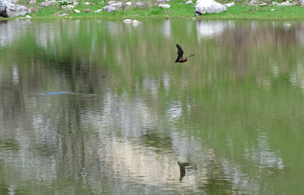 Chirottero sul lago di giorno