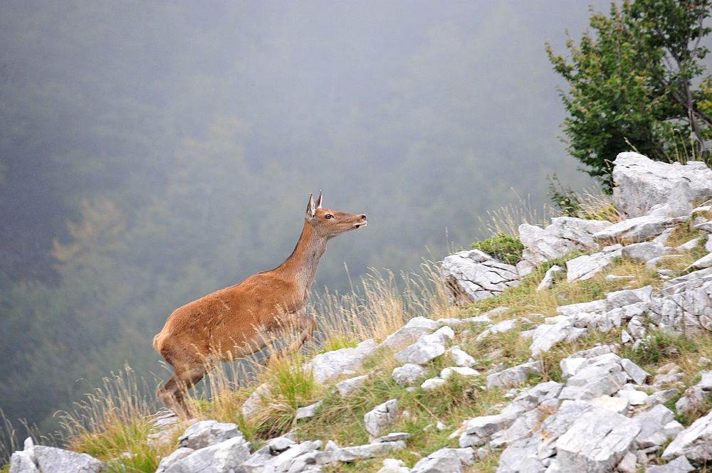 Il bramito dei cervi nel PNALM