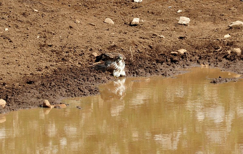 Poiana a bagno nella pozza