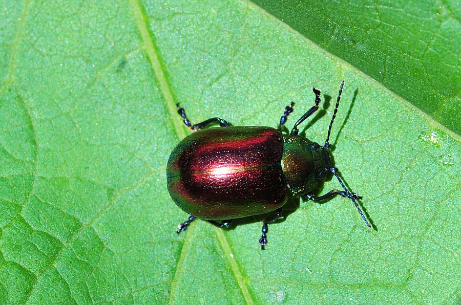 Oreina alpestris marsicana, Chrysomelidae