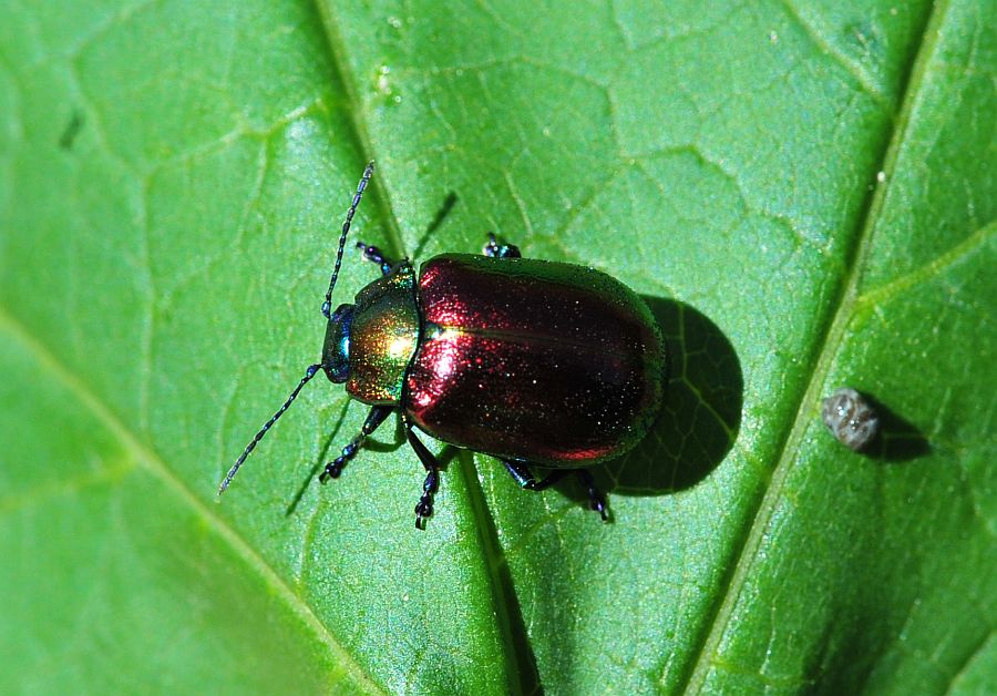 Oreina alpestris marsicana, Chrysomelidae