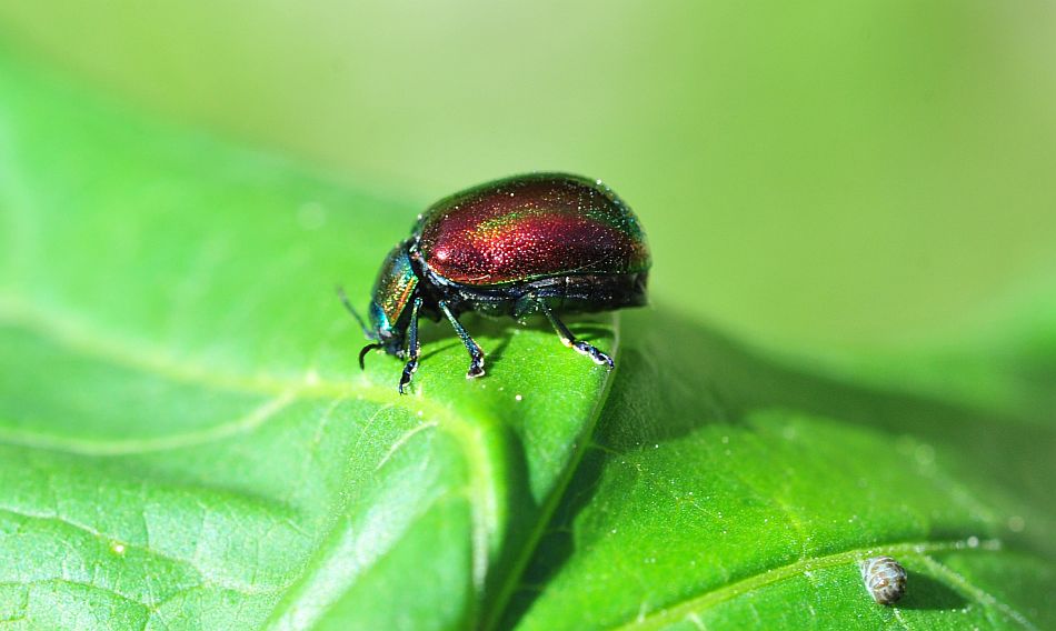 Oreina alpestris marsicana, Chrysomelidae