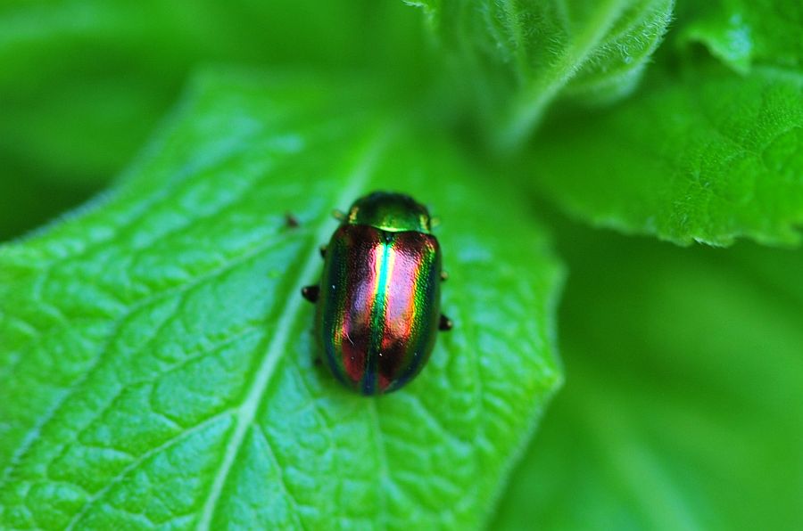 Oreina alpestris marsicana, Chrysomelidae