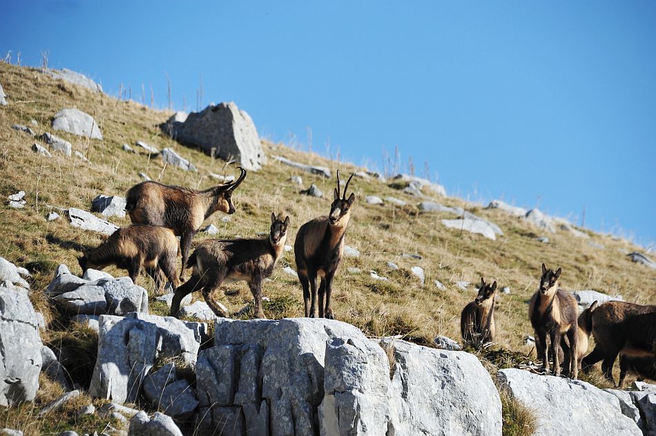 Camoscio appenninico - Rupicapra pyrenaica ornata