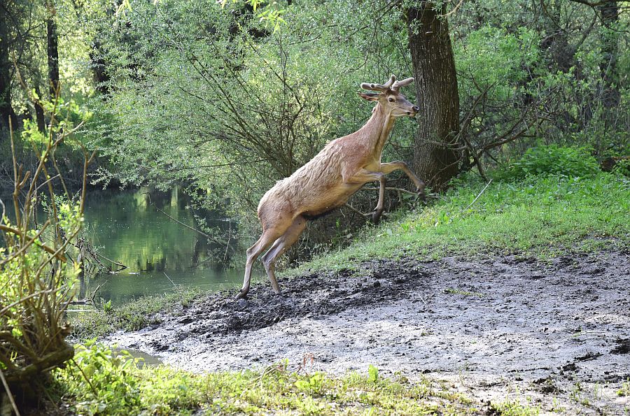 La danza del cervo