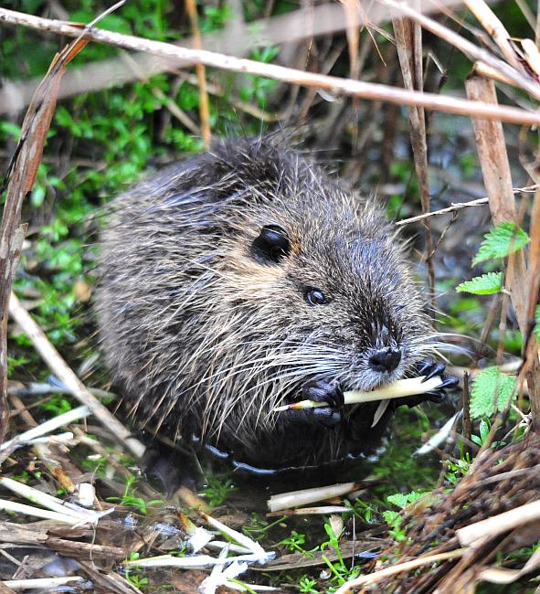 Vita da Nutria....